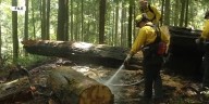 Lawyer: Oregon firefighter arrested by Border Patrol during wildfire was on track for legal status