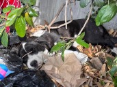 Injured Puppy Found Hiding In Bushes Leaves California Rescuers Heartbroken When They Learn The Truth