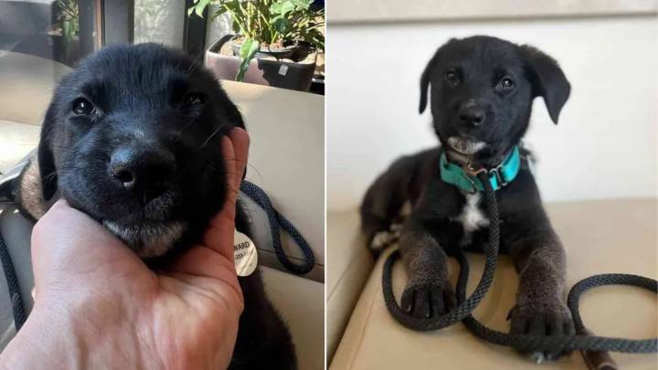 Family From California Must Give Up Puppy After Losing Home In Wildfire