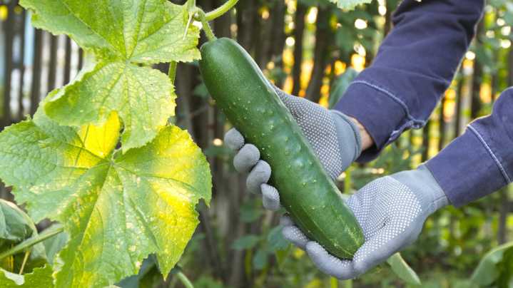 The Soil-Enriching Herb That Doubles As An Excellent Cucumber Companion Plant