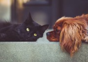 San Antonio Humane Society to host low-cost spay and neuter clinic next month