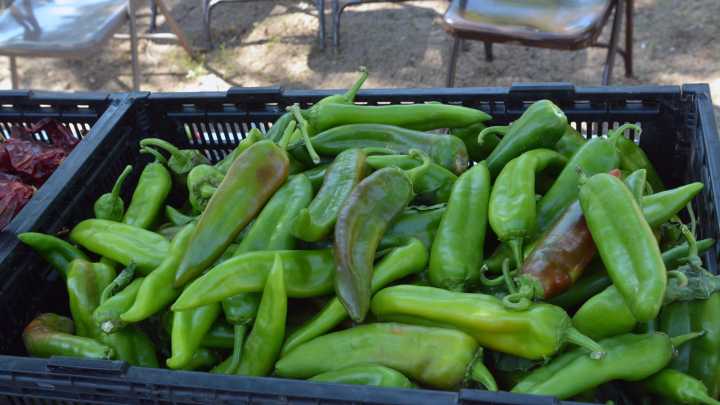 Hatch Chile Festival kicks off Aug. 30