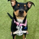 Looking for a new pet? Arizona Animal Welfare League offering free dog adoptions