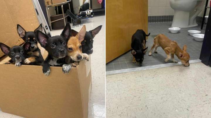 Five Helpless Puppies In Texas Schoolyard Beg A Teacher To Save Them