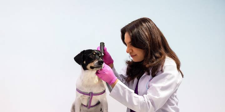 ¿Tu mascota sacude mucho la cabeza? Señales que todo tutor debe conocer para detectar la otitis a tiempo