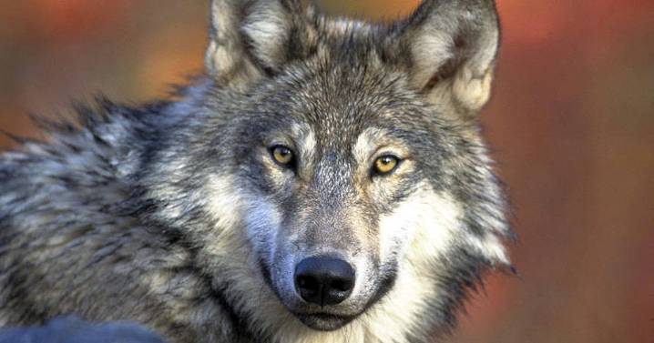 Court vacates decision to deny protections for wolves in US West
