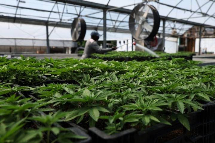 Explainer-How US marijuana reclassification could help cannabis companies