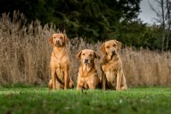 ‘She’s absolutely everything to me. She’s my future, my hope, my light’: How Labrador retrievers went from catching fish to saving lives