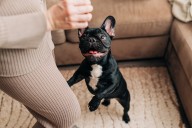 La dramática reacción de un perro tras cometer una travesura: ya es viral en TikTok