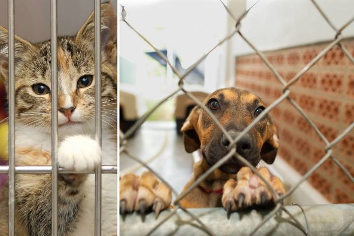 Clear The Shelters East Texas - Here's How To Help