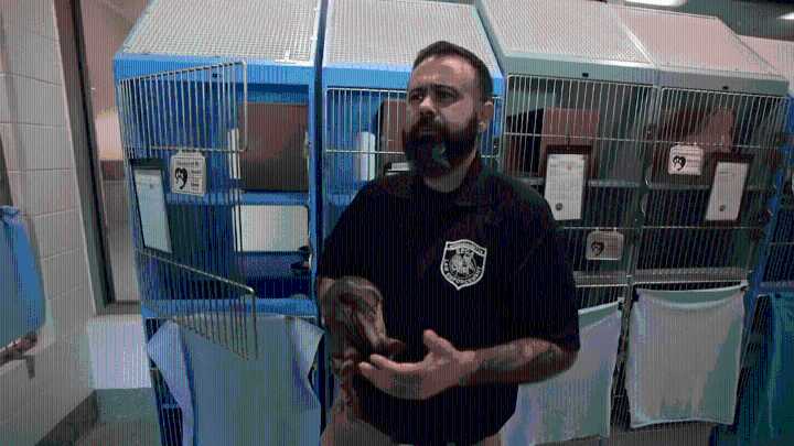 These special SPCA police help keep animals safe across Massachusetts