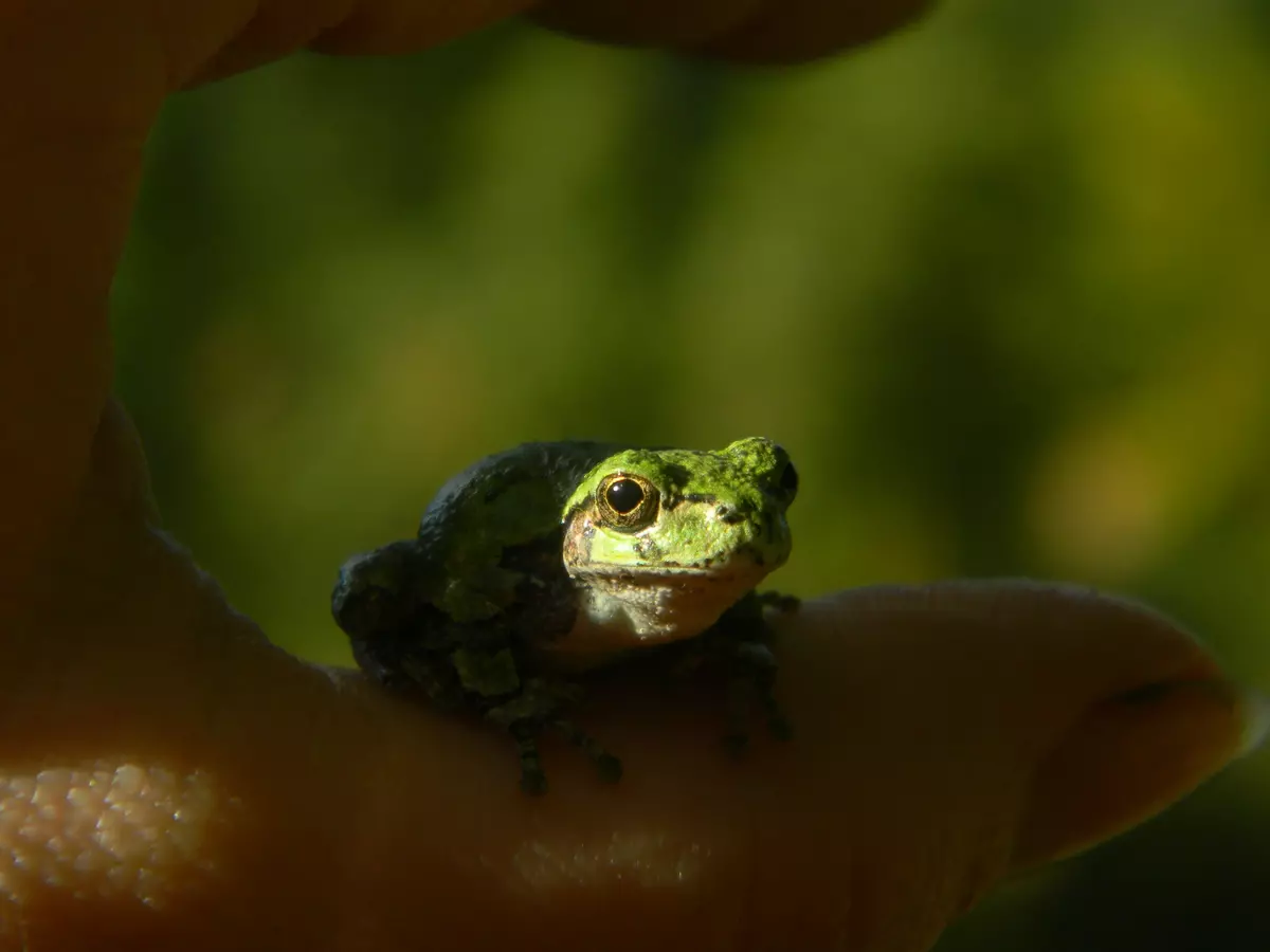 This Little Fella Sings the Sweet Song of Summer Nights in Indiana and Kentucky