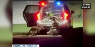 Henderson County deputies wrangle kangaroo that escaped overnight