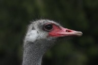 Dr. Oz says B.C. ostriches may have valuable avian flu secrets and should be saved
