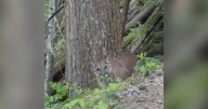 Cougar attack near Squamish, B.C., prompts public warning