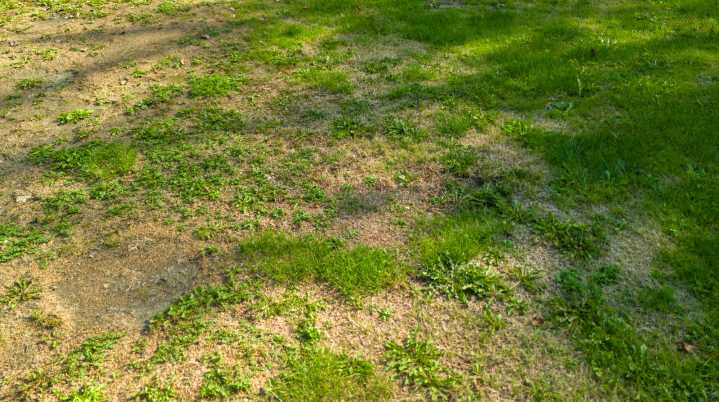 The Easy Grass Alternative To Fix Patchy Spots In Your Lawn