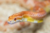 Woman Discovers Large Snake in Toy Box During Child's Birthday Party