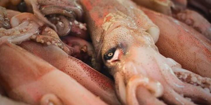 Ministerio de la Producción no solo condona S/611 millones en multas, también abre paso a la sobrepesca y clonación de embarcaciones
