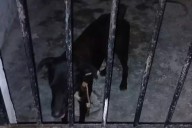 “Encarcelan” a un perrito en Sisal luego de morder a tres personas