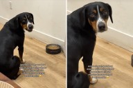 Owner Wonders Why Dog Is Unusually Quiet—Then Has Heartbreaking Realization