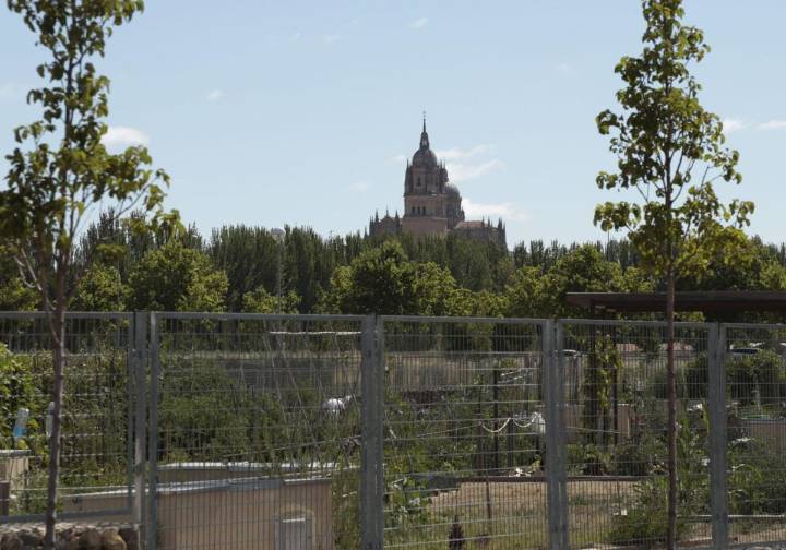 Los dueños de los huertos urbanos de Salamanca desesperados por los robos de hortalizas y materiales