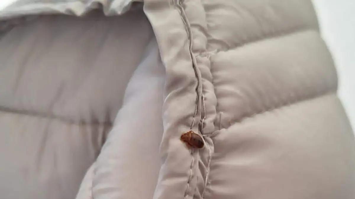 Chinches de cama, enemigo silencioso en los hogares