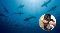 Reconocido comediante y actor colombiano adoptó mascota que era usada como carnada de tiburones