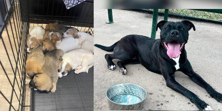 TN humane society facing critical shortage of supplies, including dog food
