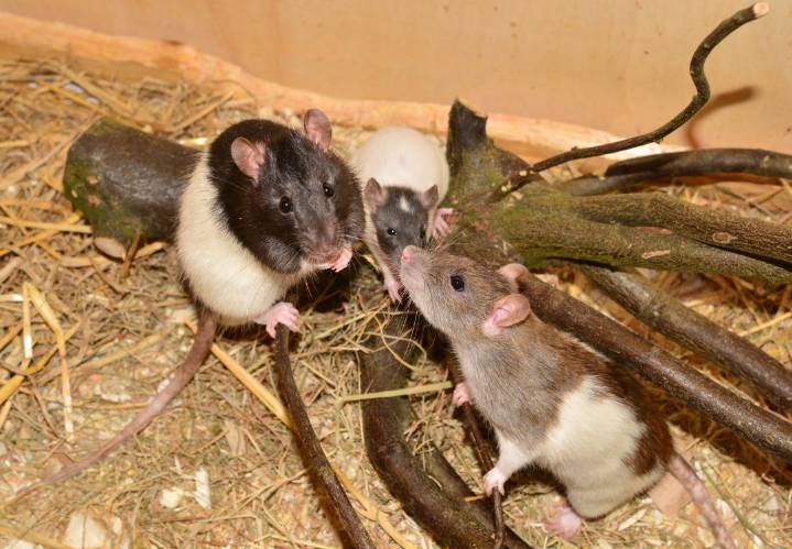 Indiana en alerta: ratones e insectos en otoño
