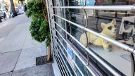 Doggie in the window
