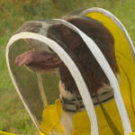 Former K-9 Maple is busy as a bee sniffing out threats to Michigan State University colonies