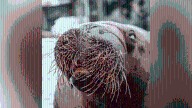 'Basa,' one of oldest walruses in captivity, dies at SeaWorld San Diego