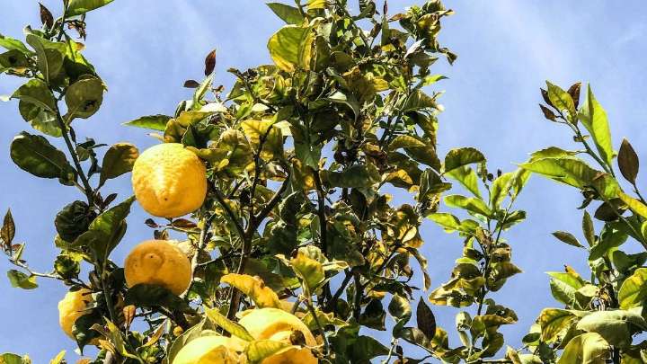 Árbol limonero: que quiere decir que sus hojas cambien de color y por qué es negativo