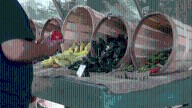 Big Jim Farms kicks off their green chile season