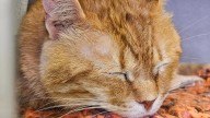 Adopt-a-thon raises $40,000 to support local humane society adoptions