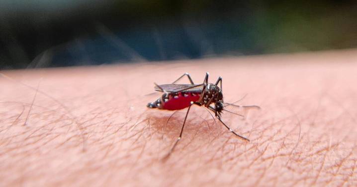 Día Mundial del Mosquito 2025: ¿El asesino 'silencioso' más letal del mundo?