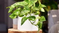 En el baño, en agua y frasco de vidrio: la planta que elimina por completo las malas energías de tu hogar