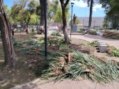 Reprochan ambientalistas retiro de plantas del Jardín Zaragoza en Toluca
