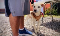 Continúa programa de bienestar animal en Villa de Pozos
