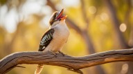 El sorprendente canto del pájaro que parece reírse como un humano: cuál es