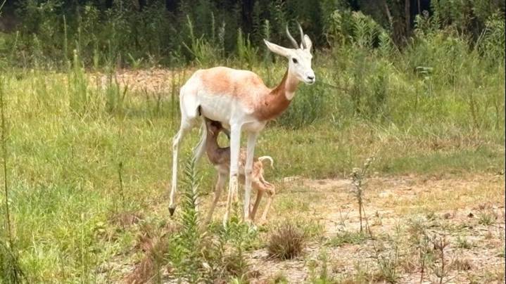 BREC's Baton Rouge Zoo welcomes its first dama gazelle calf to the zoo