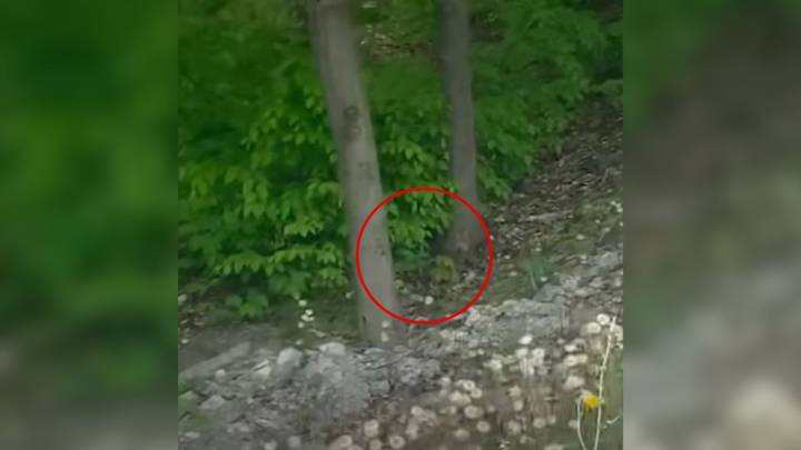 California Hikers Hear Mysterious Noise In The Woods, Only To Find Someone Furry Giving Birth