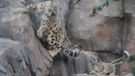 Chester Zoo's First Ever Snow Leopard Cub Bheri Takes Her First Steps Outside