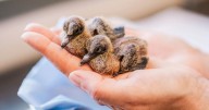 Zoo experts hatch eight rare dove chicks in bid to save species