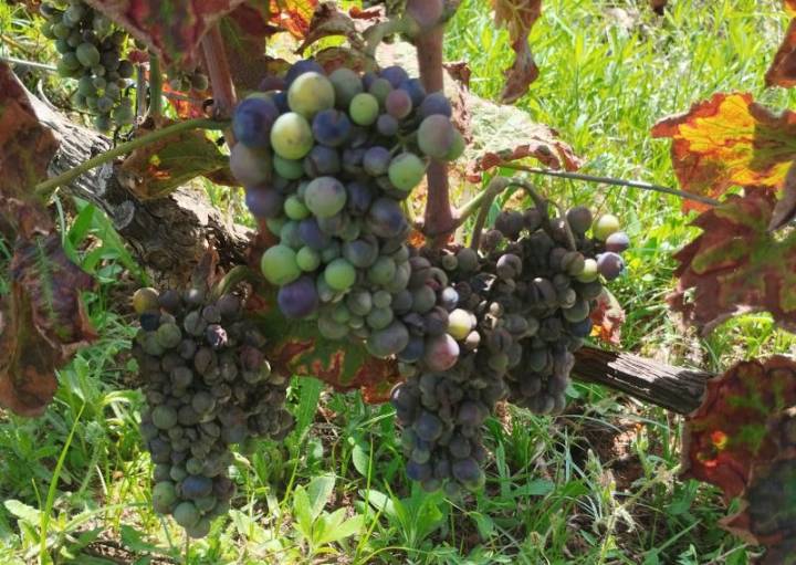 El mildiu y la humedad dejan la Marina Alta sin uvas blancas