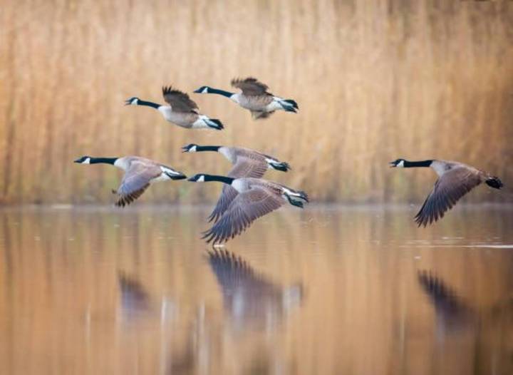 Millions of Birds Are Migrating Across Wyoming This Season