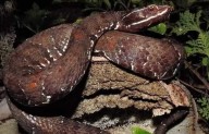 En Yucatán hay cinco especies de serpientes que son venenosas