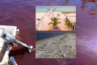 ¿Cuánto dura una marea roja? ¿llegará a Sisal y Celestún? El Cinvestav