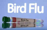 India’s Delhi zoo shut after positive bird flu tests from two storks, Times of India reports