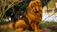 Man confronts woman with 100-pound dog in restaurant, gets her kicked out
